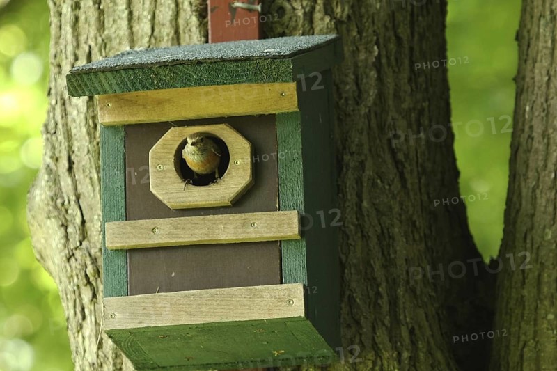 Common Redstart (Phoenicurus phoenicurus) female, Lower Saxony, Germany