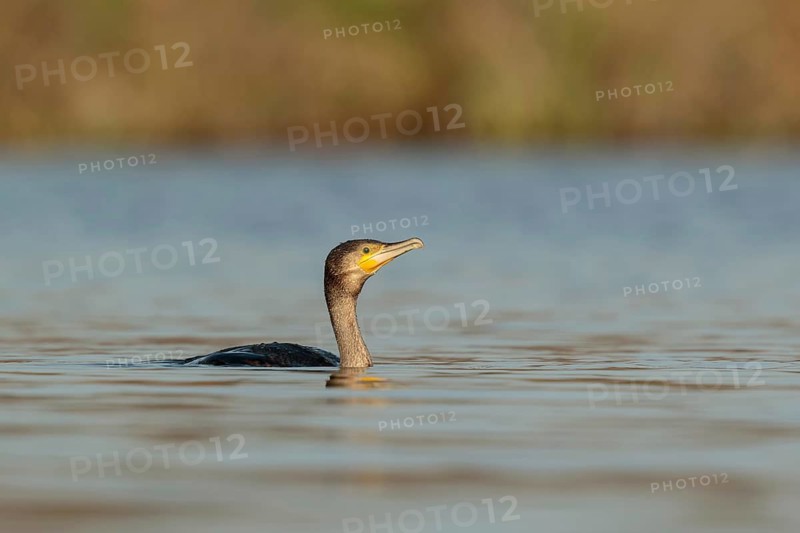 Great Cormorant (Phalacrocorax carbo) juvenile, Utrecht, Netherlands