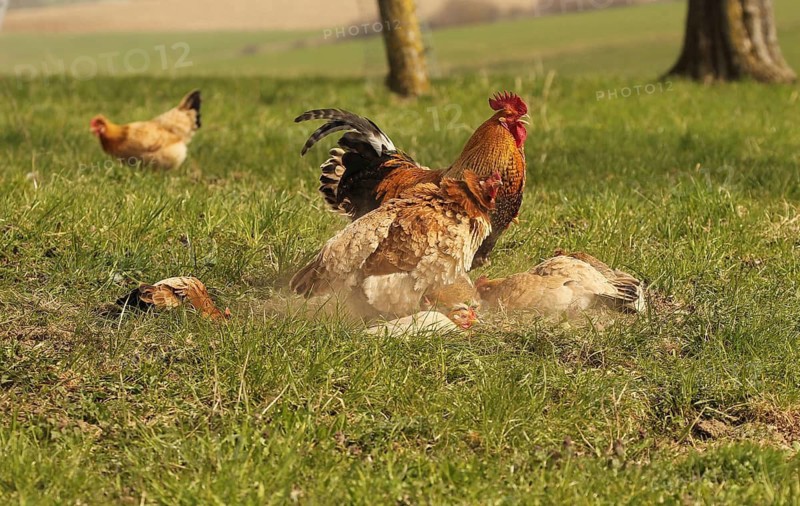 Domestic chicken (Gallus gallus domesticus) organic farming, free-range chickens and rooster sandbathing in the meadow, Lower Austria, Austria, Lower Austria, Austria