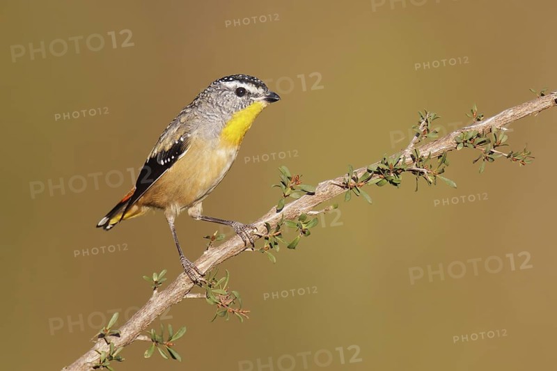 Spotted Pardalote (Pardalotus punctatus) male, Victoria, Australia