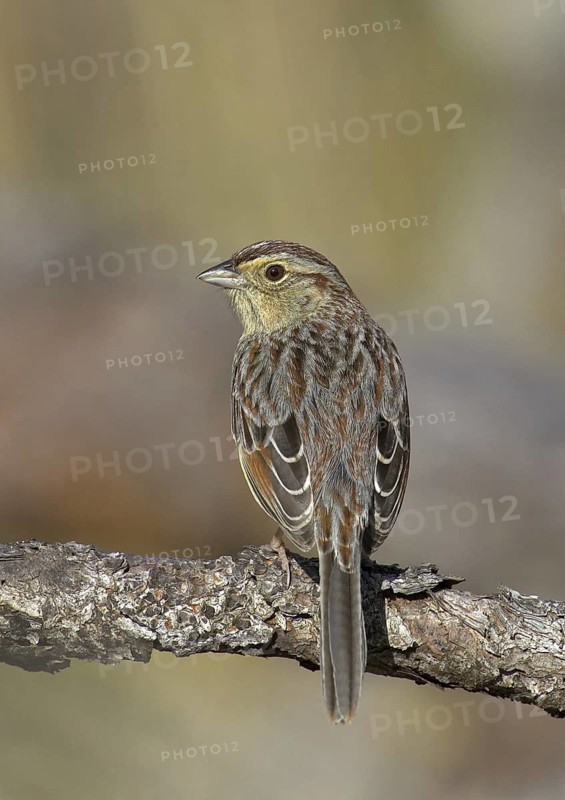 Bachman's Sparrow (Peucaea aestivalis), Florida, USA
