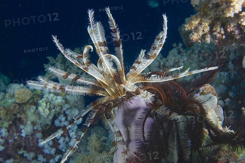 Klunzinger's hairstar (Lamprometra klunzingeri)