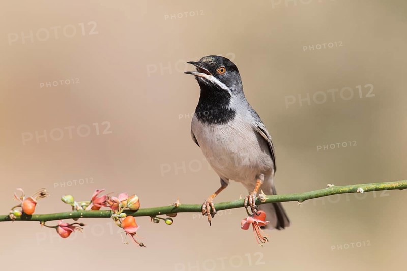 Rüppell's Warbler (Sylvia ruppeli) male singing, Eilat, Israel