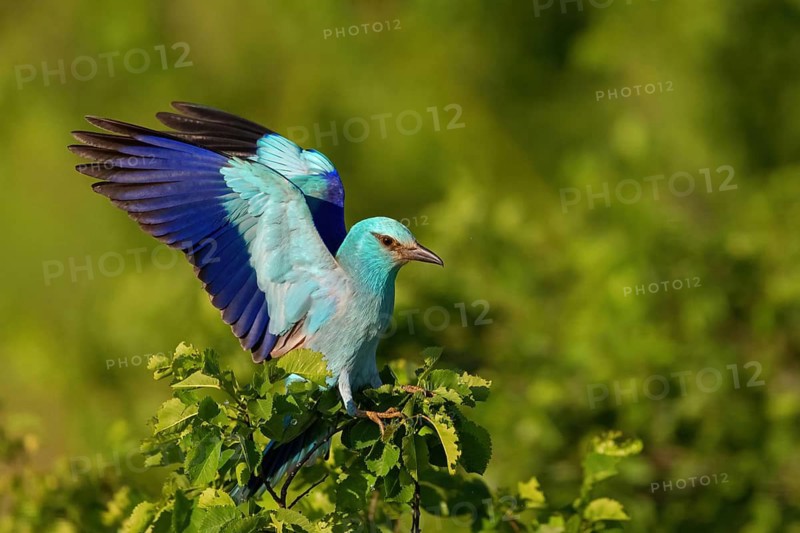 European roller (Coracias garrulus), on perch, Tower Hide, Tiszaalp-r, Kiskuns-gi National Park, B-cs-Kiskun, Hungary