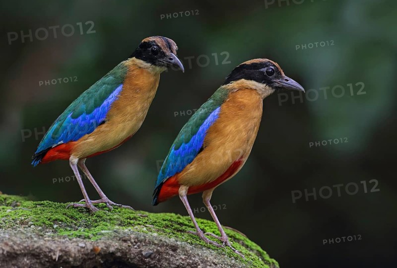 Blue-winged Pitta (Pitta moluccensis) pair, Malaysia