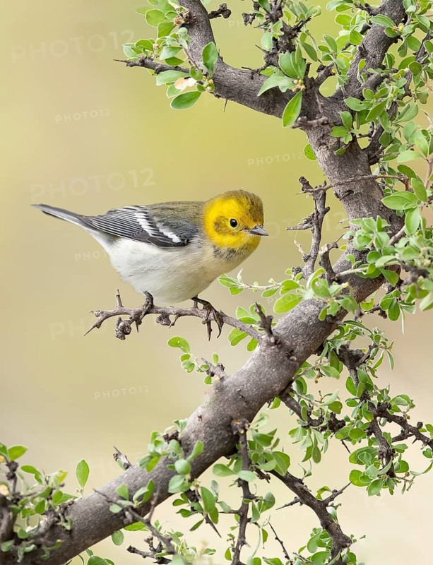 Hermit Warbler (Setophaga occidentalis) female, Arizona, USA
