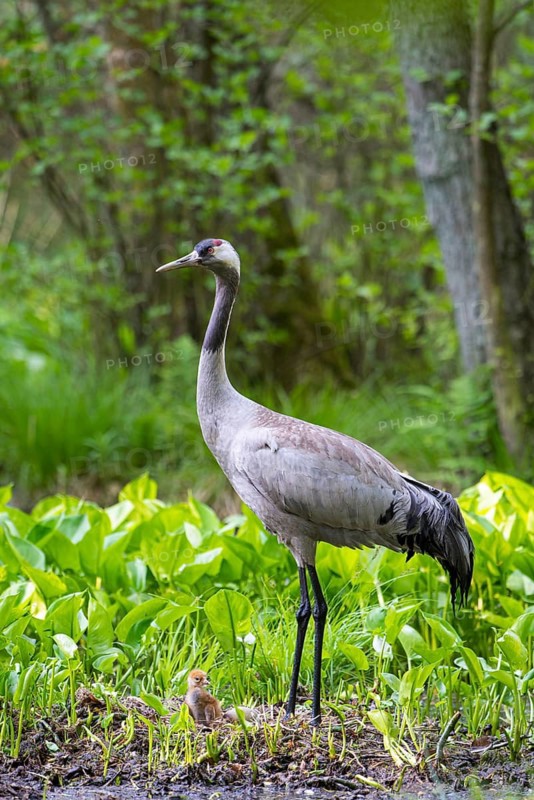 Crane (gurs grus) in nest with chicks, Feldberger Seenlandschaft, Mecklenburg-Vorpommern, Germany