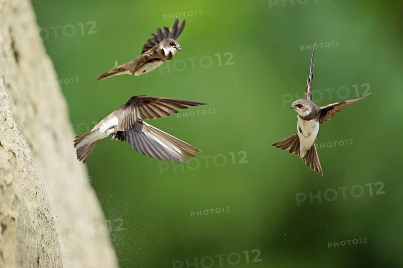 Sand martins (Riparia riparia), in flight, Reussegg nature reserve, Canton Aargau, Switzerland