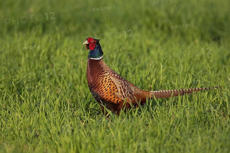 Common Pheasant (Phasianus colchicus) male, Lake Neusiedl, Austria