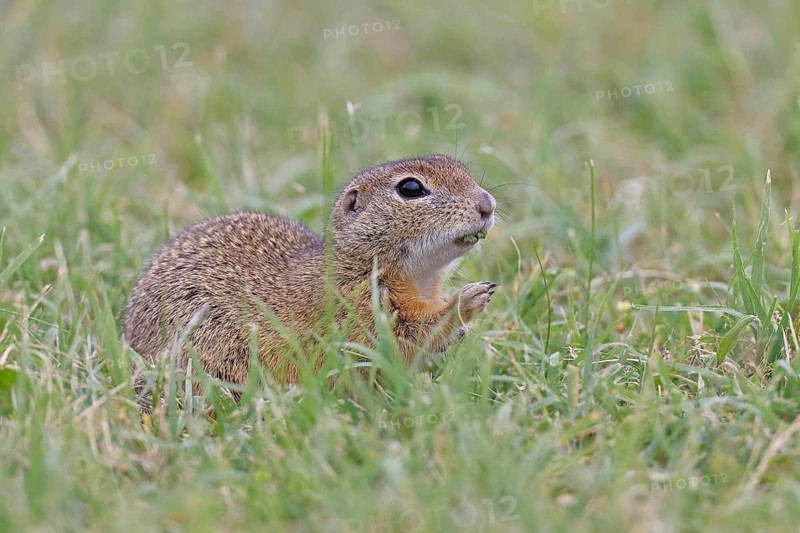 European ground squirrel (Spermophilus citellus) in a meadow, Burgenland Austria