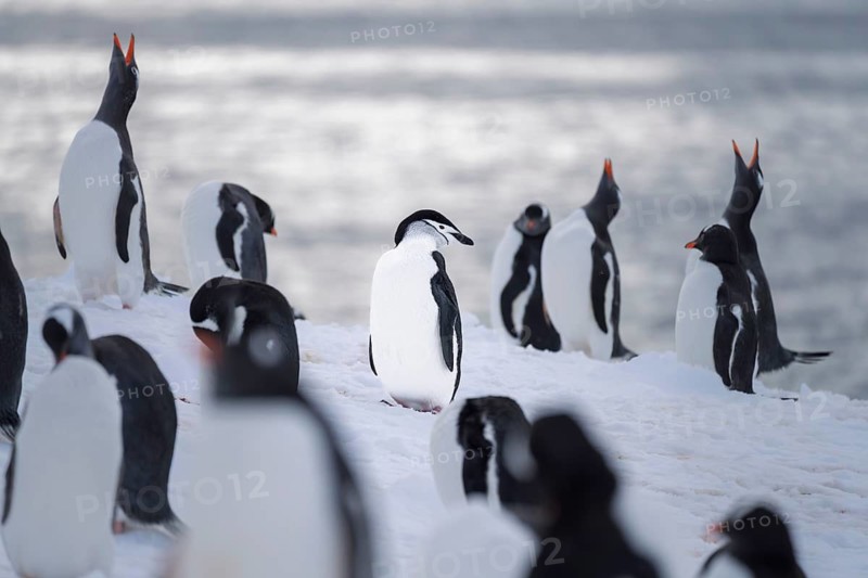 Chinstrap penguin (Pygoscelis antarctica) standing among gentoo penguins (Pygoscelis papua) in the snow, some animals calling with raised head, coast, Antarctic Peninsula, Antarctica