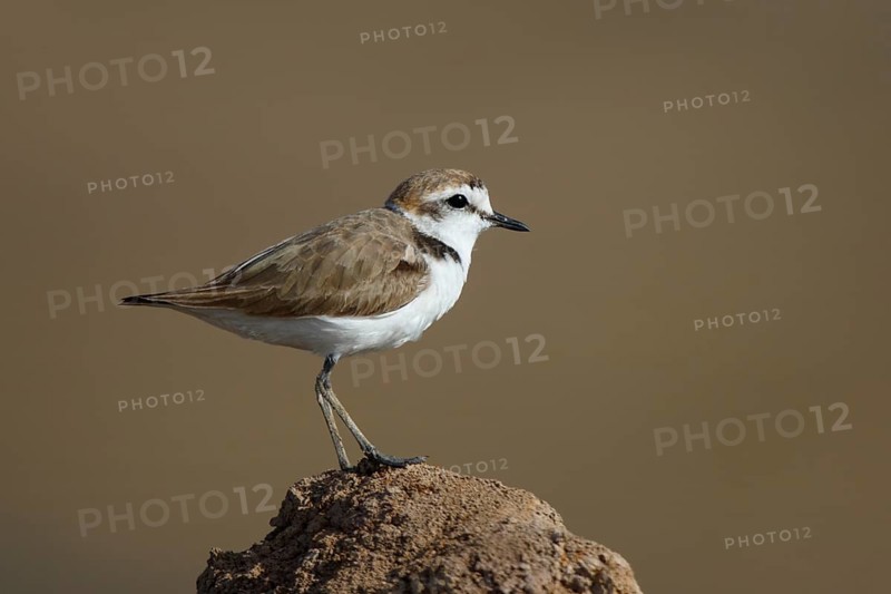 Kentish Plover (Charadrius alexandrinus) female, Lesvos, Greece