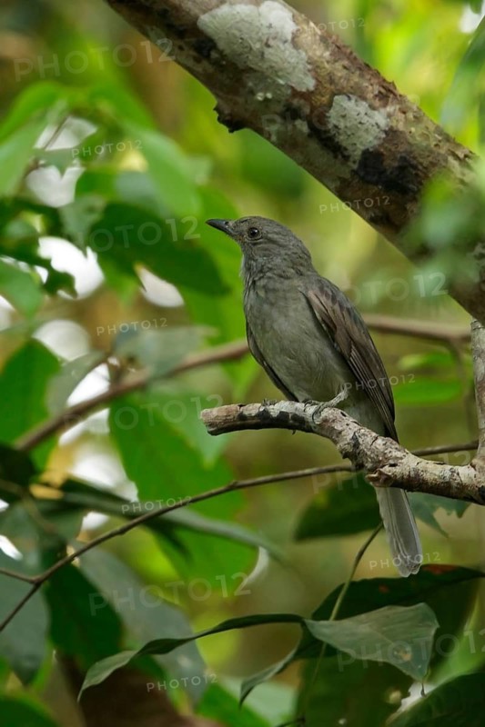 Screaming Piha (Lipaugus vociferans) perched on a branch in the rainforest of Guyana