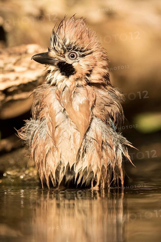 Eurasian Jay (Garrulus glandarius) bathing, Serbia