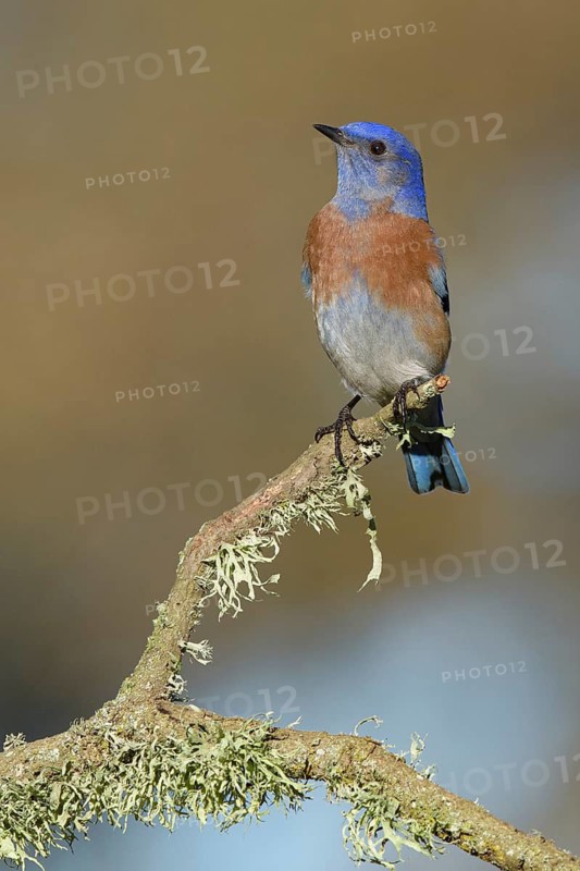Western Bluebird (Sialia mexicana) male perched on a branch, California, USA