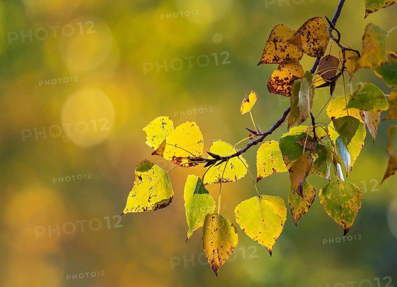 Laubwald mit Ästen bunter Herbstblätter einer Pappel (Populus spec.) in gelben und roten Farben im Sonnenlicht, Heidelberg, Baden-Württemberg, Deutschland