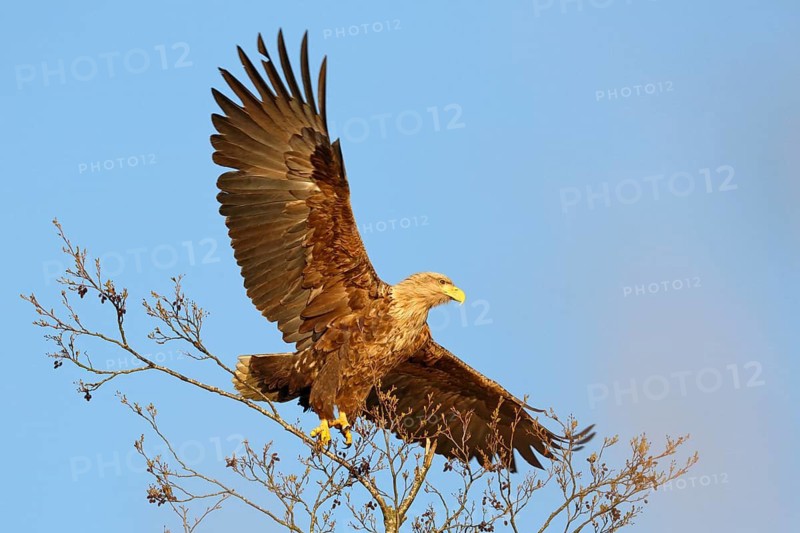 White-tailed Eagle (Haliaeetus albicilla), Mecklenburg-Western Pomerania, Germany