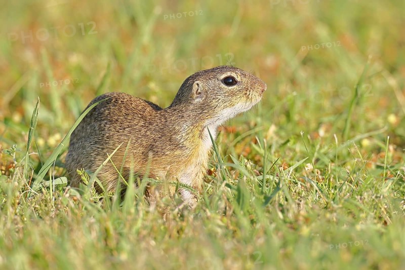 European ground squirrel (Spermophilus citellus) in a meadow, Burgenland Austria