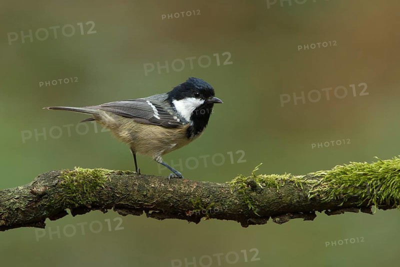 Coal Tit (Periparus ater), Utrecht, Netherlands
