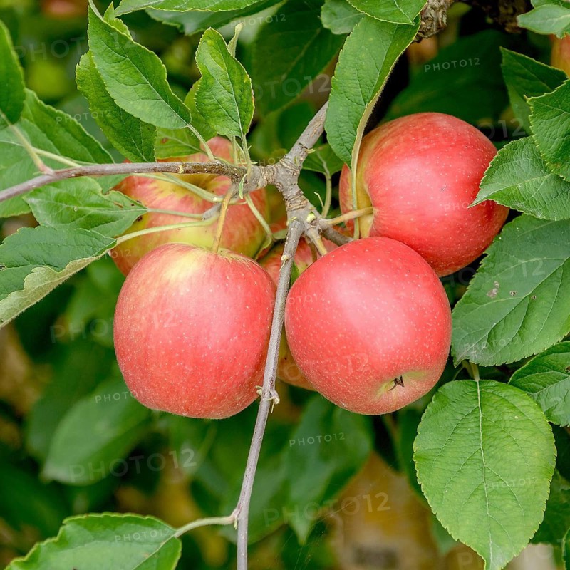 Apple (Malus domestica 'Pikosa'),  Germany