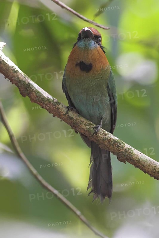 Broad-billed Motmot (Electron platyrhynchum), Costa Rica