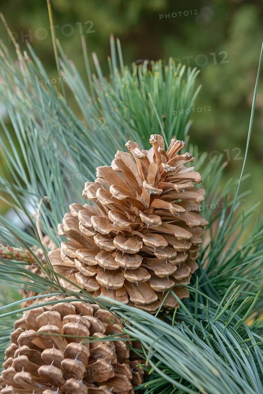 Jeffrey Pine (Pinus jeffreyi), viewing garden Fachhochschule W, Germany