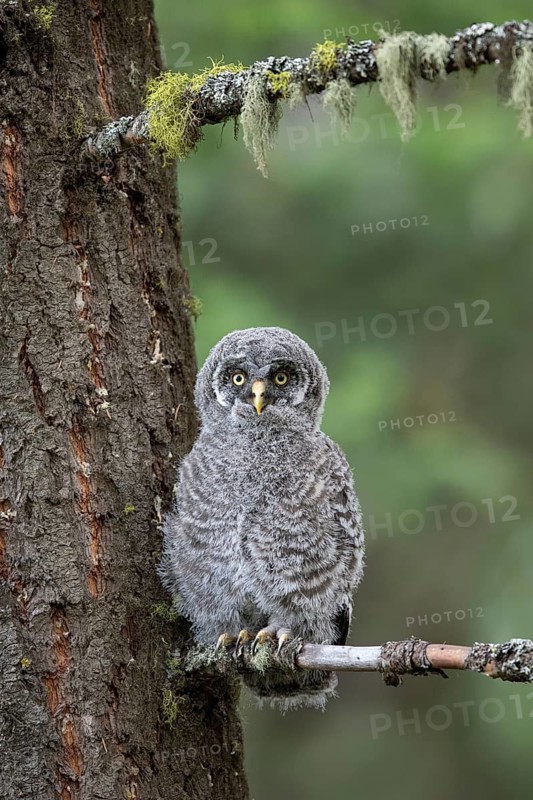 Great Grey Owl (Strix nebulosa) juvenile perched on a branch, British Columbia, Canada