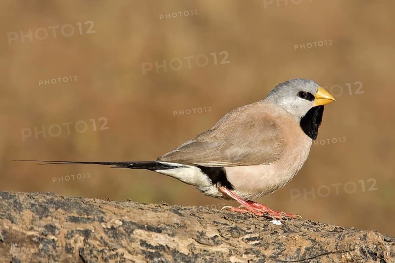 Long-tailed Finch (Poephila acuticauda), Kimberley, Western Australia, Australia