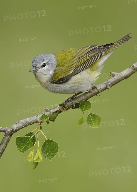 Tennessee Warbler (Leiothlypis peregrina), Texas, USA