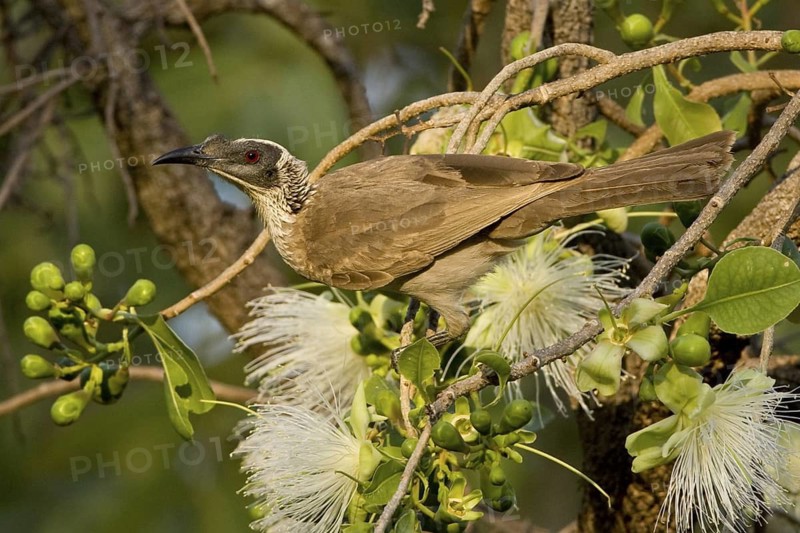 Silver-crowned Friarbird (Philemon argenticeps), Western Australia, Australia