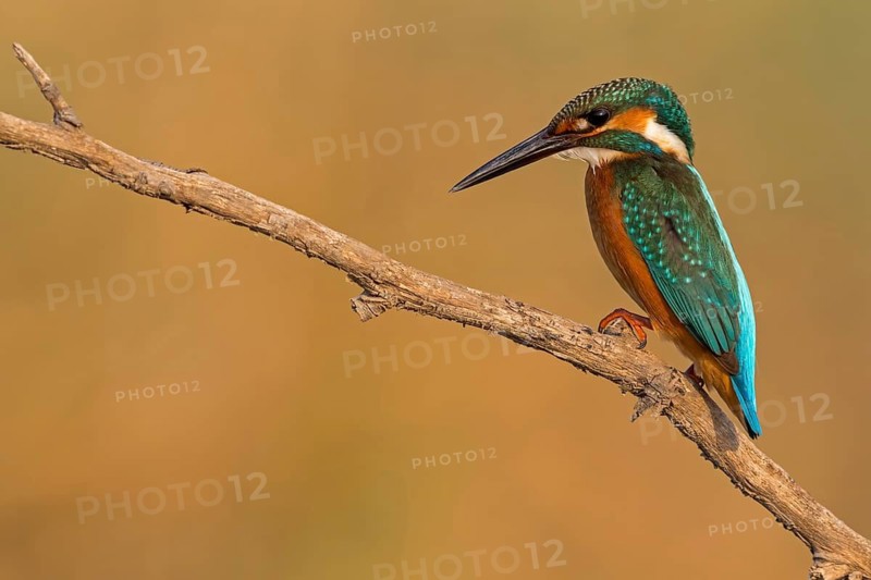Kingfisher, (Alcedo atthis), animals, birds, kingfisher family, perch, biotope, habitat, Lahavot HaBashan Fish Ponds, Hula Valley, Northern District, Israel