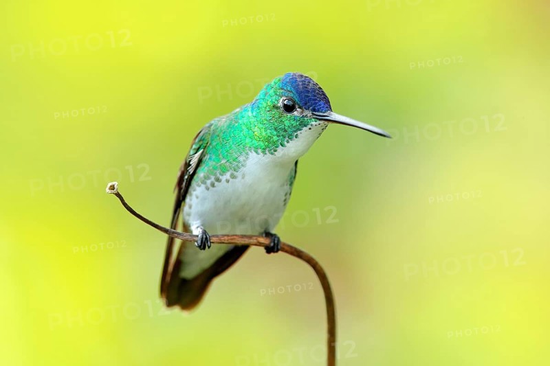 Hummingbird from Colombia. Andean Emerald, Amazilia franciae, with pink red flower, clear green background, Colombia. Wildlife scene from nature. Hummingbird in the tropic jungle forest