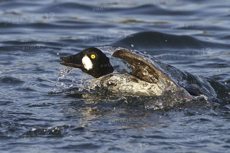 Common Goldeneye (Bucephala clangula) male, British Columbia, Canada
