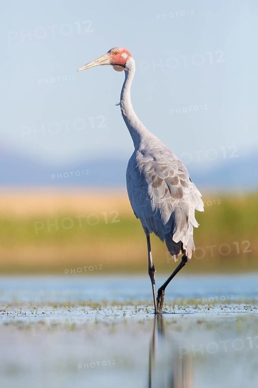 Brolga (Antigone rubicunda), Victoria, Australia