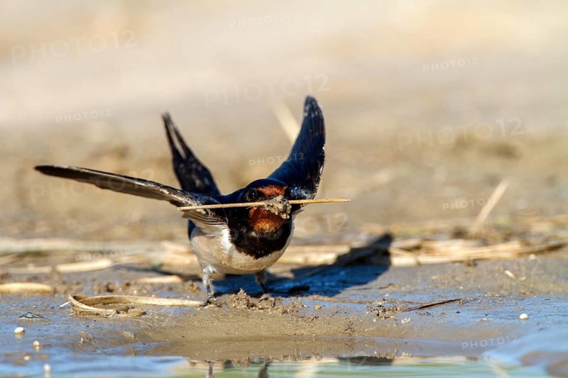 Barn Swallow (Hirundo rustica) looking for nesting material, Andalusia, Spain
