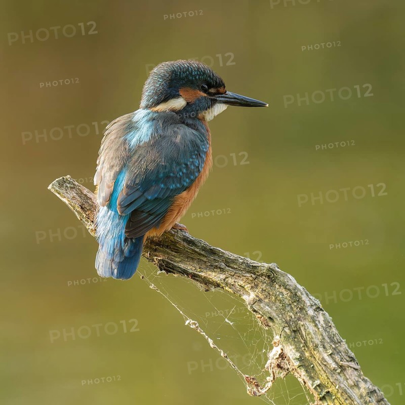 Kingfisher (Alcedo atthis) sitting on an old branch, perch and looking for prey, Lower Saxony, Germany