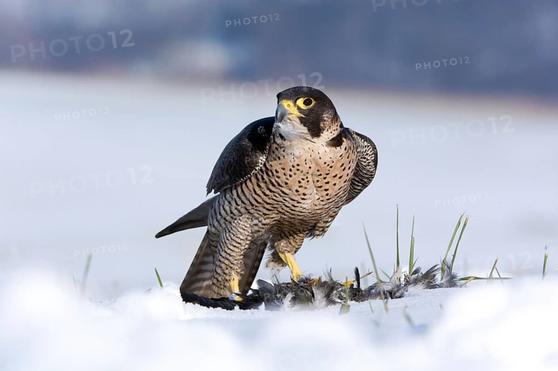 Peregrine Falcon (Falco peregrinus) captive, with prey, Saxony, Germany