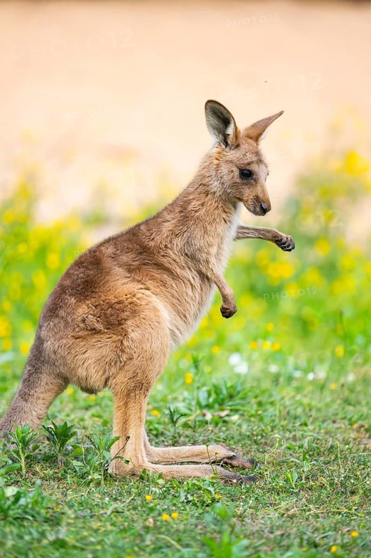 Eastern Gray Kangaroo (Macropus giganteus) youngster sitting on a meadow, captive, Germany