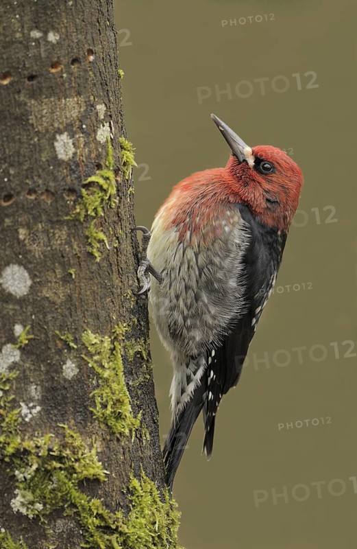 Red-breasted Sapsucker (Sphyrapicus ruber), British Columbia, Canada