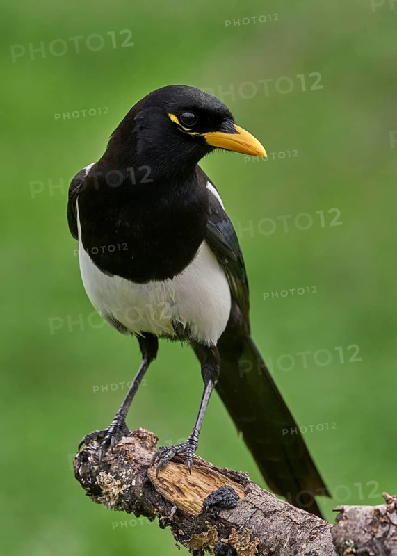 Yellow-billed Magpie (Pica nuttalli)