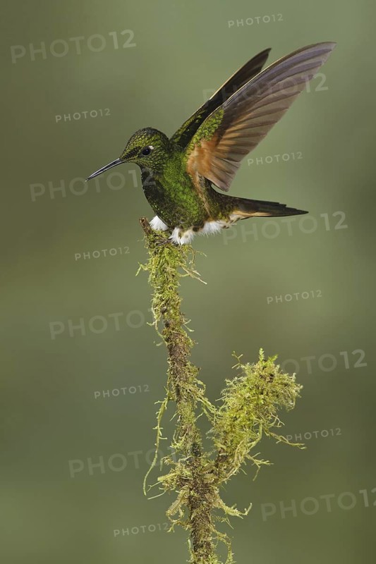 Buff-tailed Coronet (Boissonneaua flavescens), Ecuador
