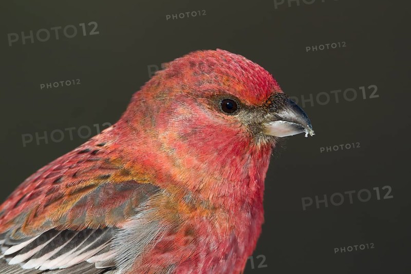 Pine Grosbeak - Hakengimpel - Pinicola enucleator, Finland, adult male