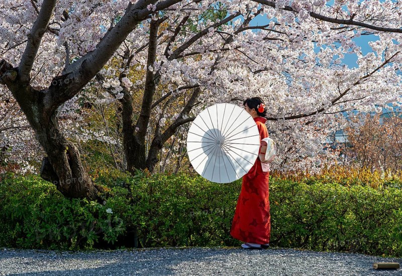 Japanese woman wearing red kimono with parasol in front of cherry blossoms, in the evening light, Higashiyama, Kyoto, Japan