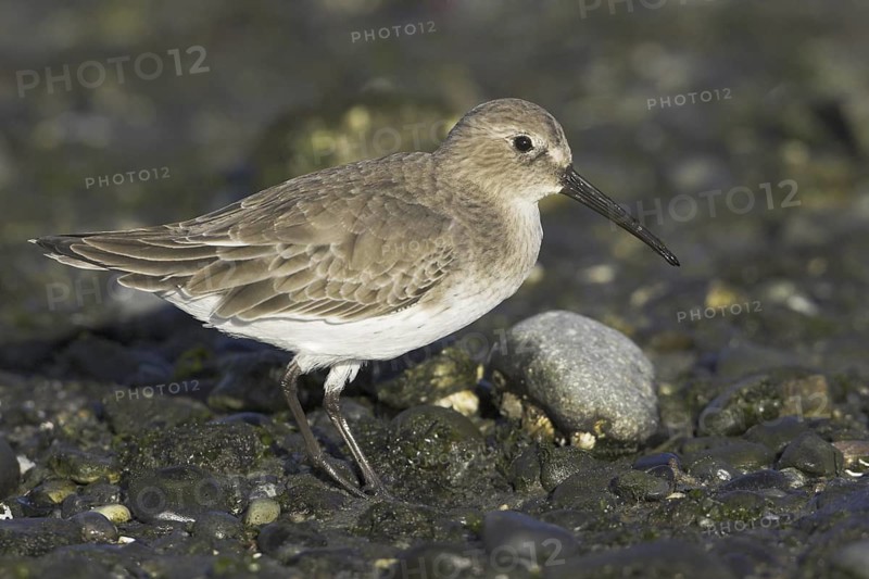 Dunlin (Calidris alpina), British Columbia, Canada