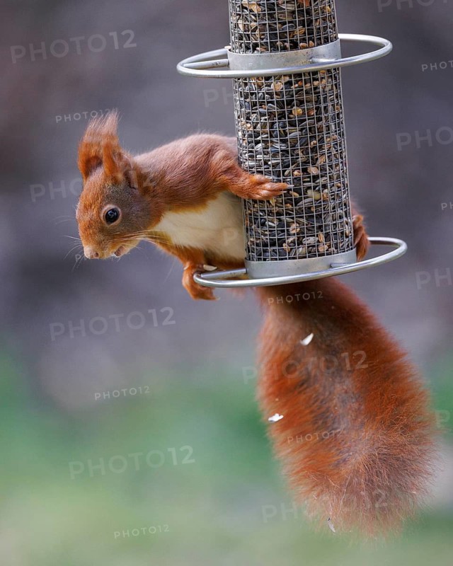 Squirrel (Sciurus), Germany