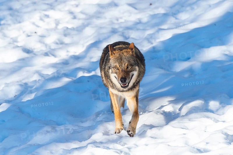 European gray wolf (Canis lupus lupus) walking in a forest in winter, snow, Bavaria, Germany