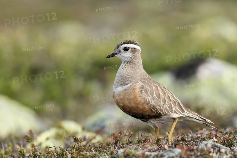 Eurasian Dotterel (Charadrius morinellus), Dalarna, Sweden
