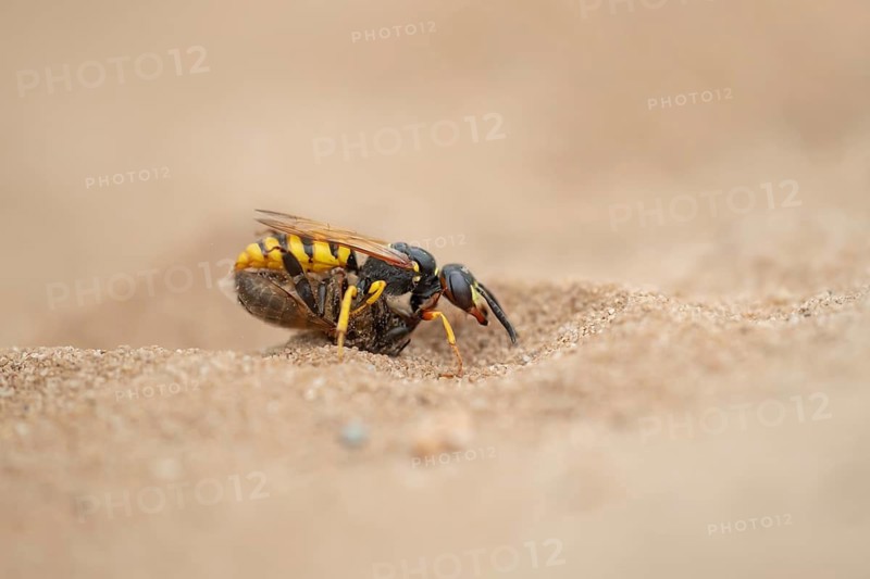 European bee wolf (Philanthus triangulum) adult solitary wasp insect carrying a Honey bee back to its burrow in a sand bank in summer, RSPB Minsmere nature reserve, Suffolk, England, United Kingdom