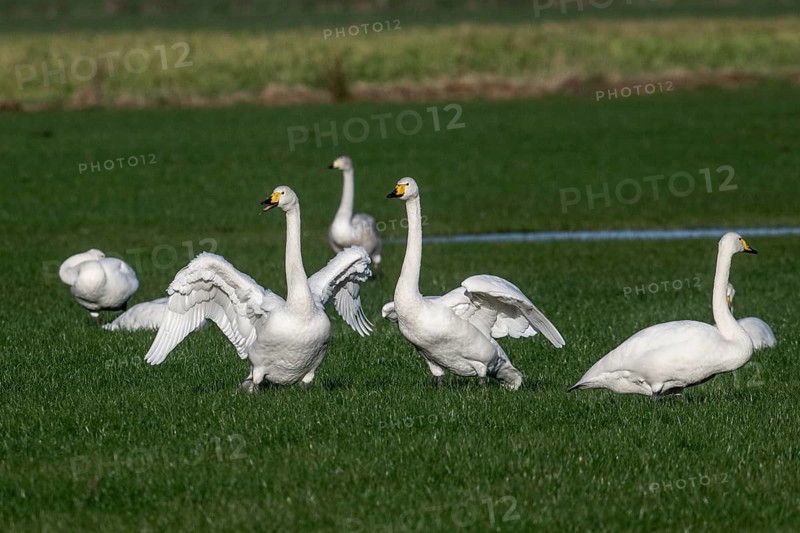 Whooper swans (Cygnus cygnus), Emsland, Lower Saxony, Germany