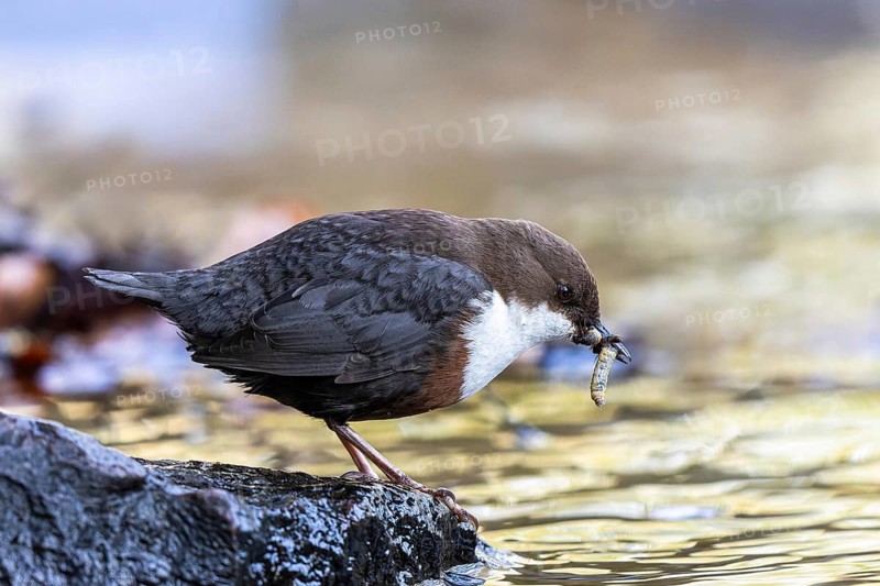 White-throated Dipper (Cinclus cinclus) with food in its beak, North Rhine-Westphalia, Germany